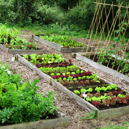 Kitchen Garden