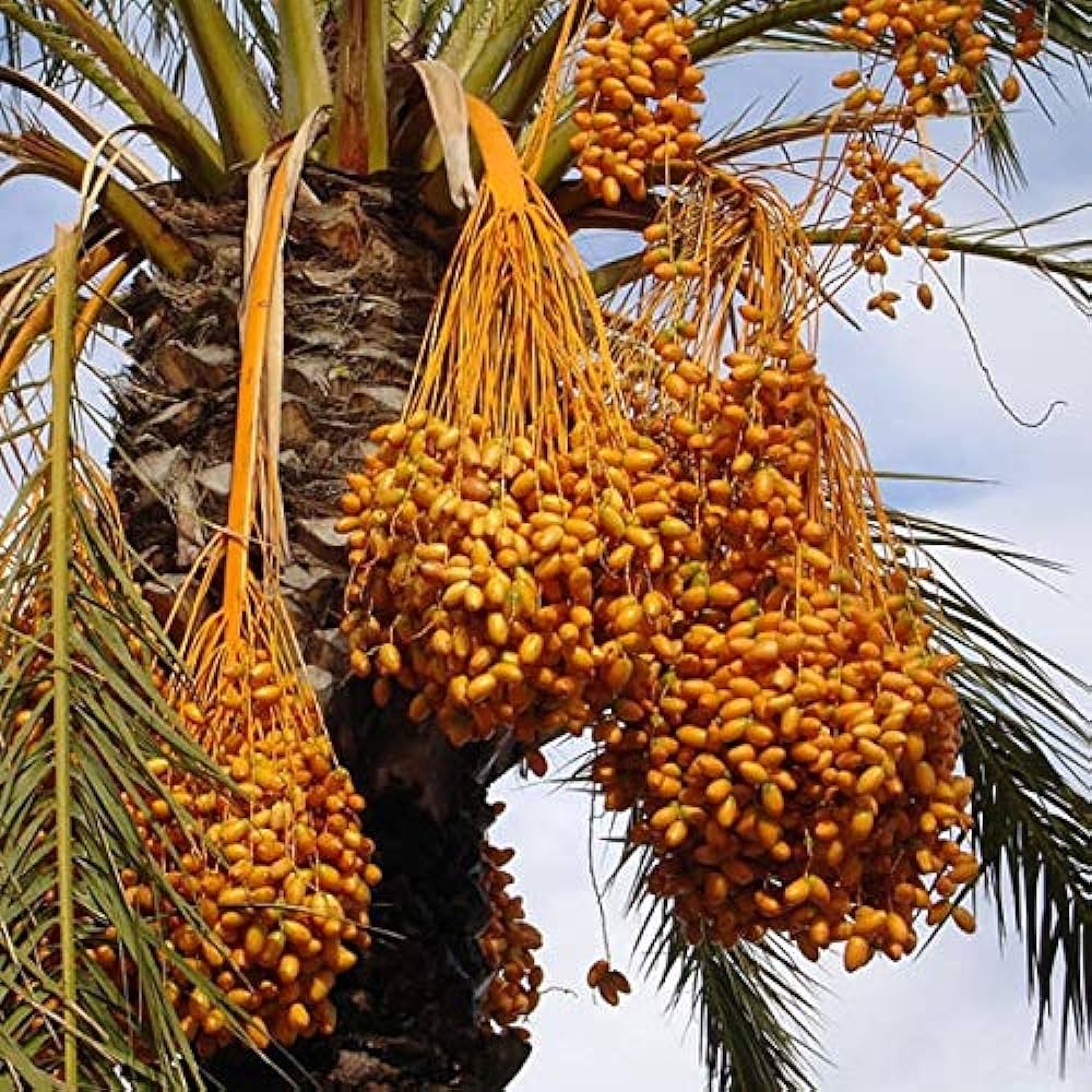 Date Palm