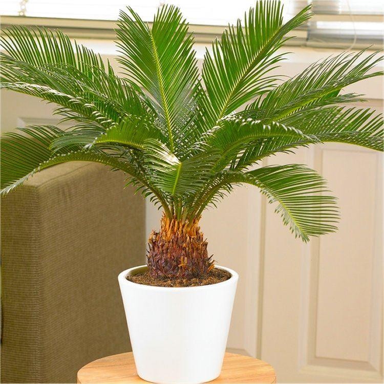 Cycas Palm