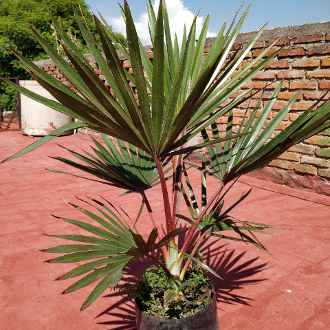 Latina Palm