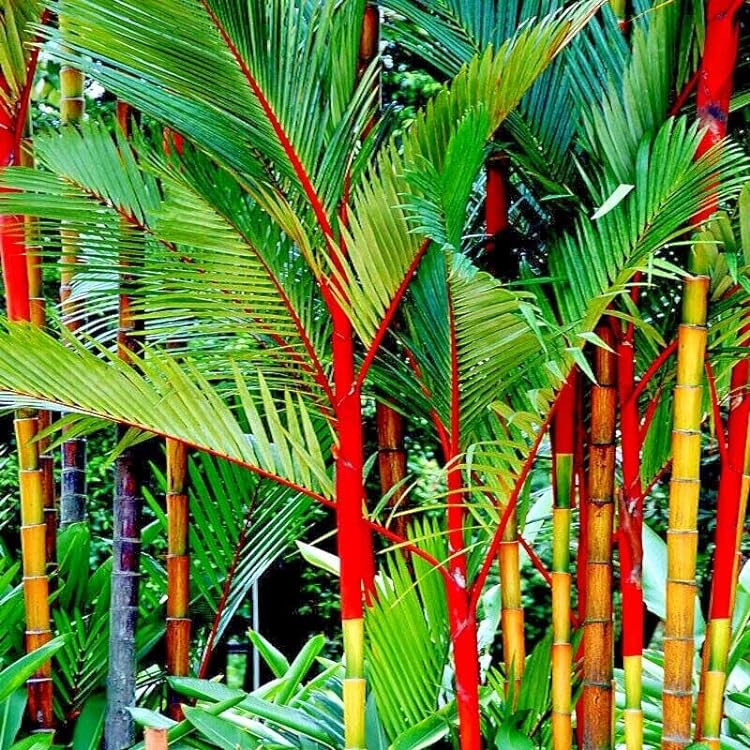 Red Sealing Wax Palm