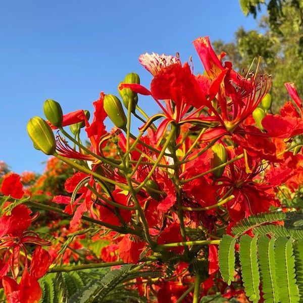 Gulmohar