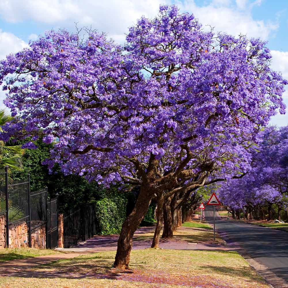 Jacaranda