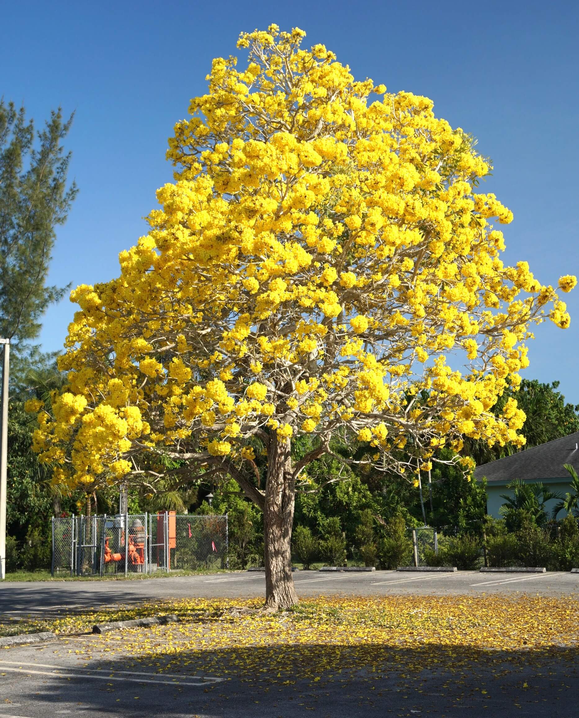 Tabebuia Yellow