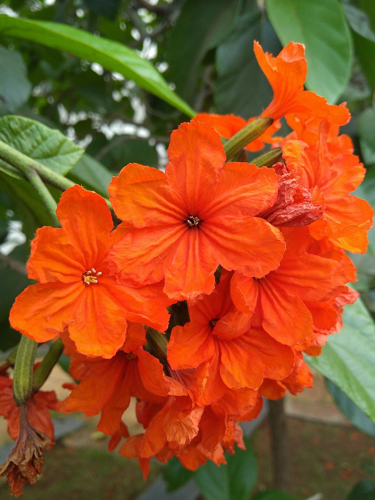 Cordia Substina 