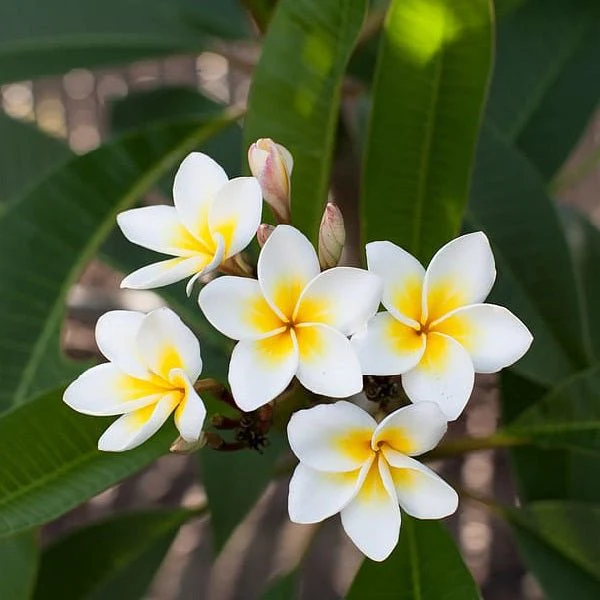 Plumeria