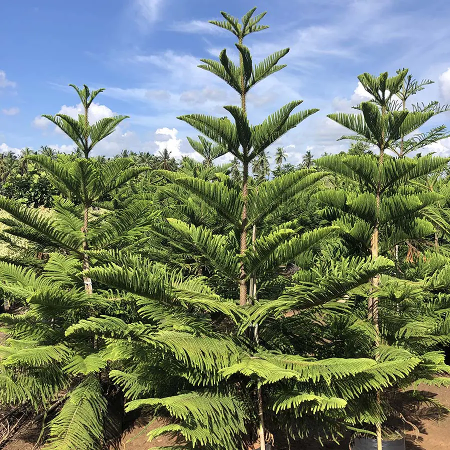 Araucaria