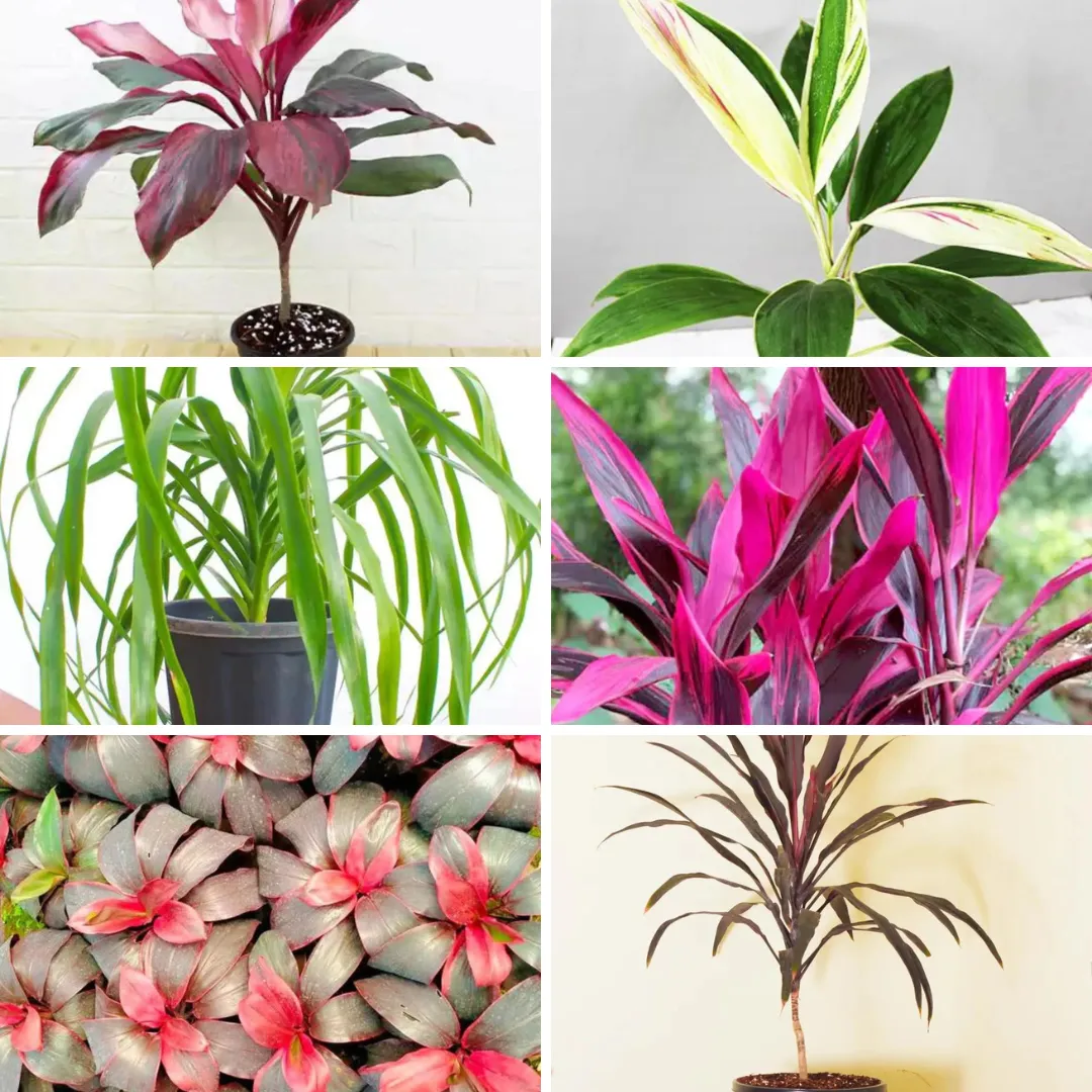 Dracaena