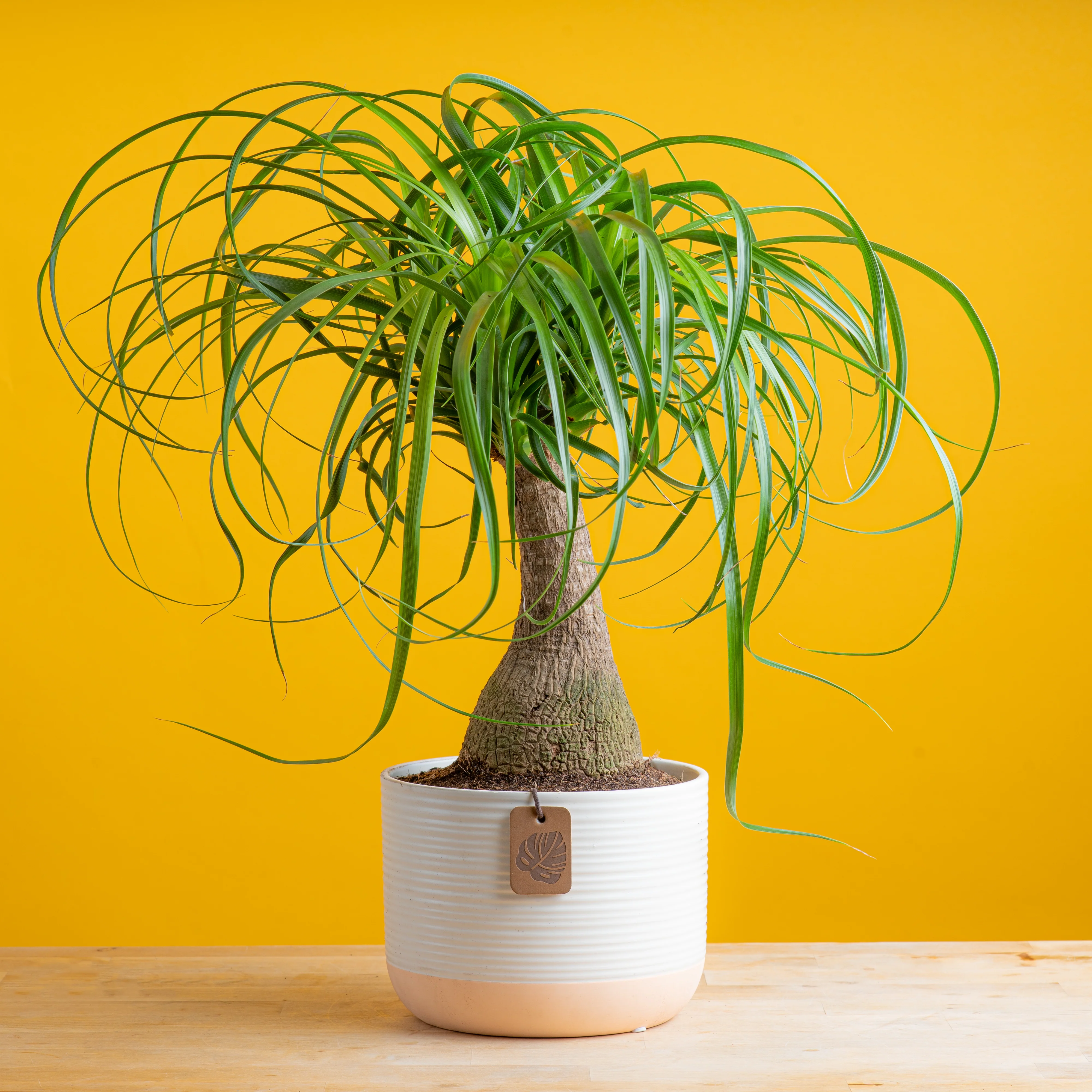 Ponytail  palm