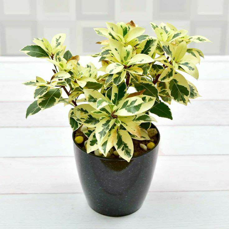 Starlight ficus