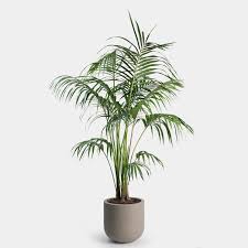 Kentia palm