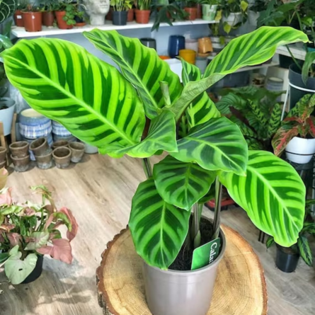 Calathea