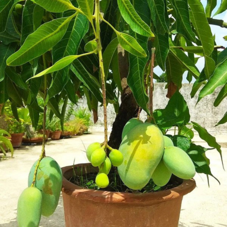 Mango Plant