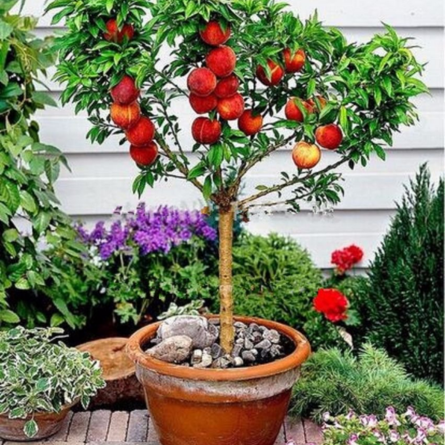 Peach plant