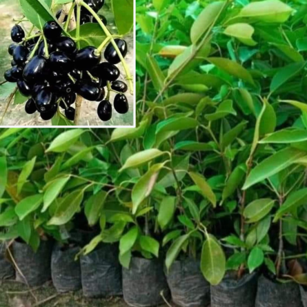 Jamun Plant