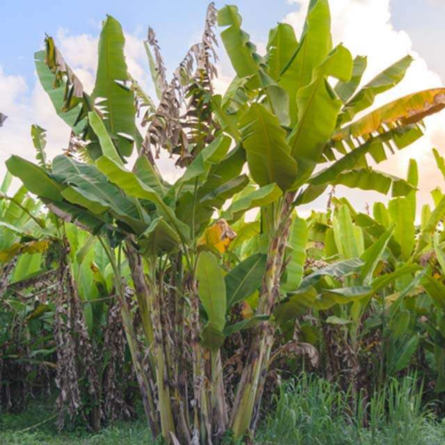 Banana Plant