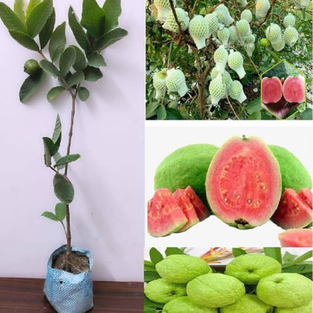 Guava Plant