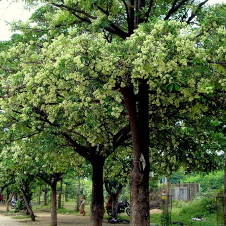 Alstonia Plant