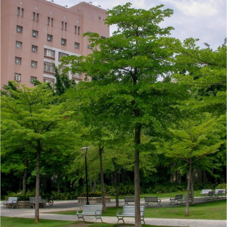 Terminalia Plant