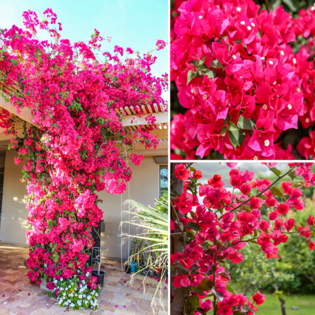 Bougainvillea Plant