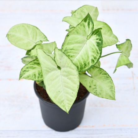 Syngonium Plant