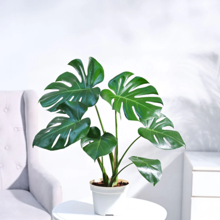 Monstera plants