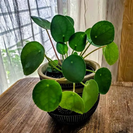 Pilea Plant