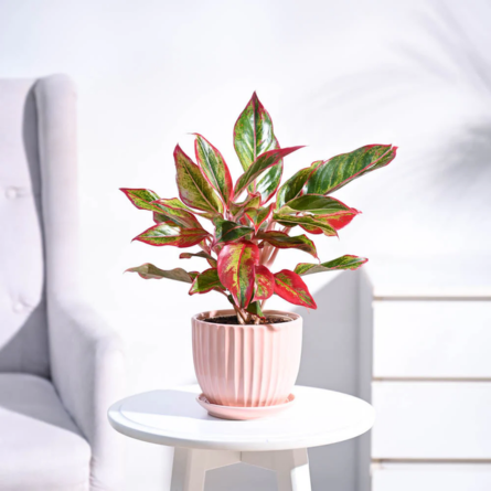 Aglaonema Plant