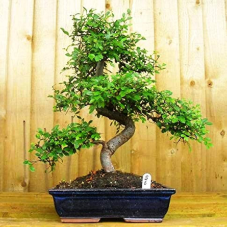 Bonsai Plants