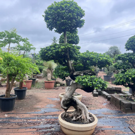 Ficus Microcarpa