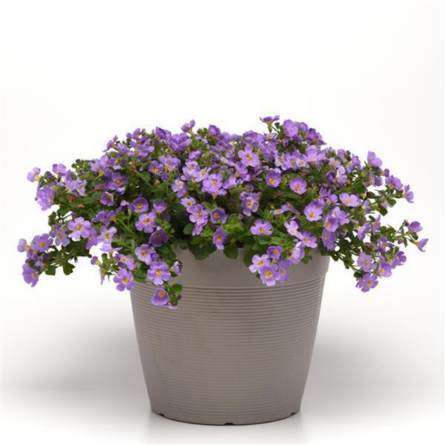 Blue Bacopa Plant