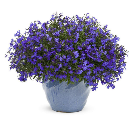 Lobelia Plant