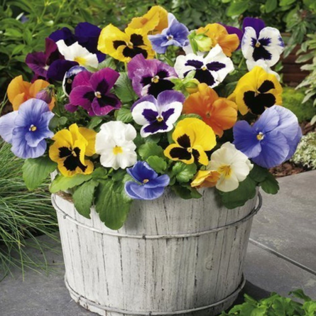 Pansy Plant