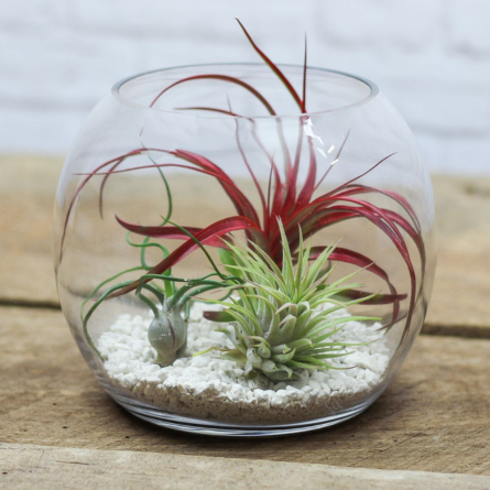 Air plant