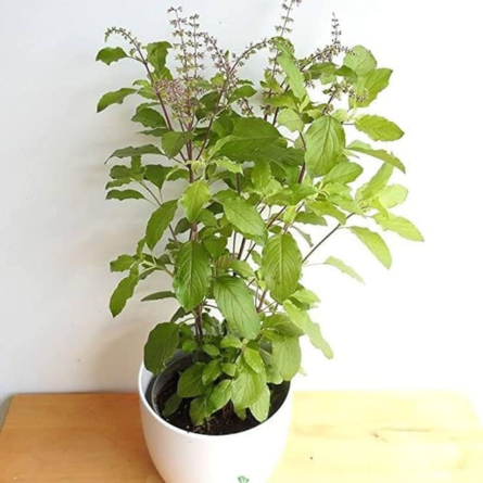 Tulsi plant 