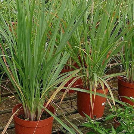 Lemon grass