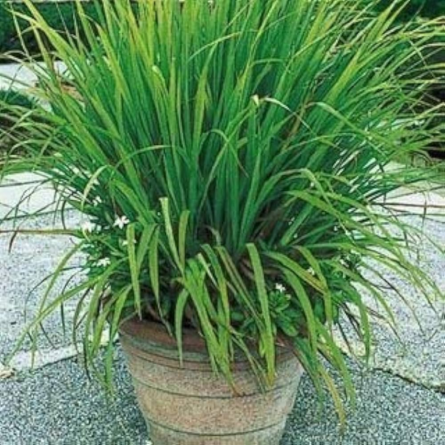 Citronella Grass