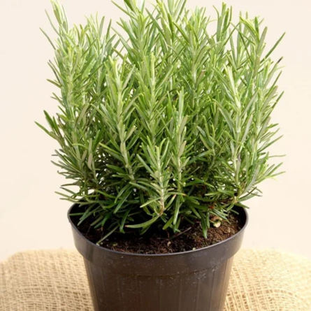 Rosemary Plant