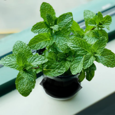 Mint Plant