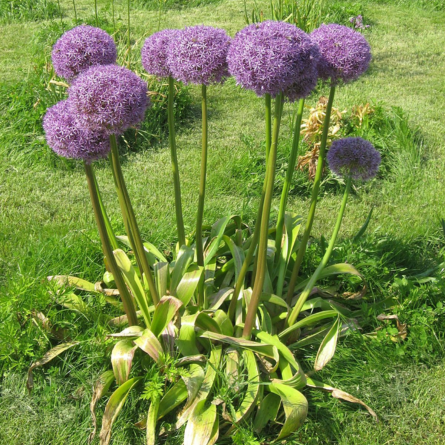 Allium