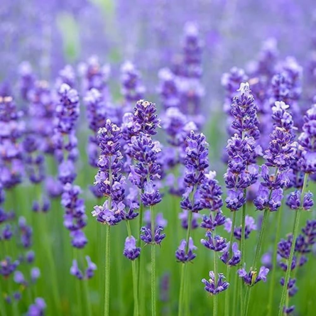 Lavender Plant